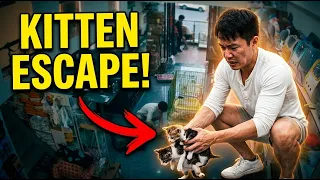 Man struggles to keep kittens in cage at pet shop in Chongqing, China