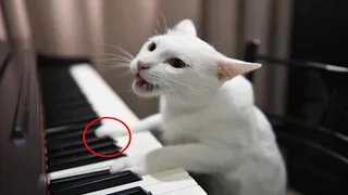 Cat Playing piano:Cats vs Pianos! (A Compilation)