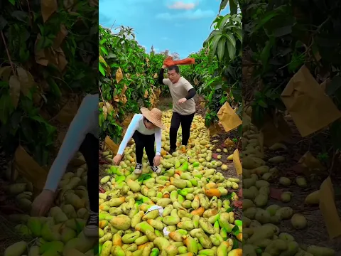 मलिक इस गरीब औरत को क्यों मार रहा है 🥺😭#shortvideo #indianshorts #mangorecipe #mangokulfirecipe #aam