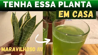 Essa PLANTA é UM TESOURO e você não sabia | Sanseviera, USOS e cuidados