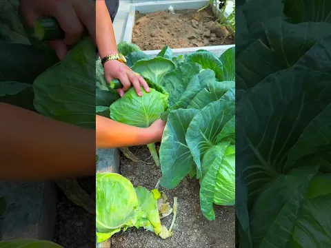 unbelievable vegetable garden at home #shortvideo