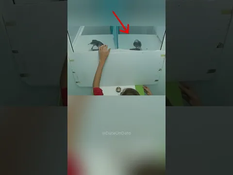 Enseñar a las aves el capitalismo tuvo resultados inesperados 🦜💰