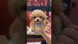 Three little cuties are open for business. Champagne Teddy Bichon Cute Pet