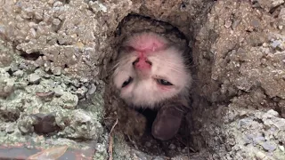 Poor stray kitten stuck its head in a drain hole. Arduous rescue!