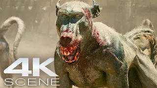 Rabid Monkeys vs Gladiators (4K Blu-ray) Fight Scene - Gladiator 2 Movie Clip