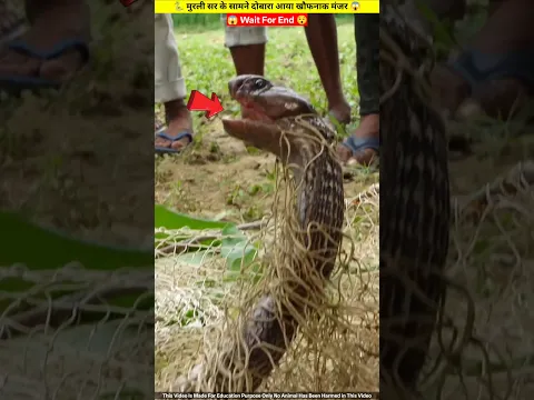 कोबरा के काटने के बाद फिर से मुरली सर के सामने आया खौफनाक मंजर 😱🐍