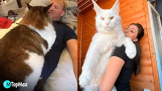 LOS GATOS MAINE COON MÁS GRANDES DEL MUNDO