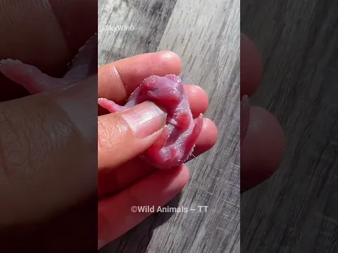 The Tiny Hedgehog's Rescue 🥹