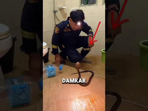 Pawang ular berkedok petugas damkar #shorts