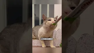 Gato tiene otra oportunidad de vivir gracias a esta chica