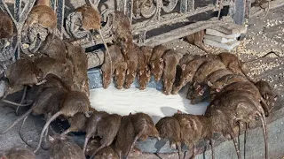 Štakori i miševi nestaju za 1 minutu bez otrova i zamki!