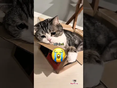 Người đàn ông biến Sonic đồ chơi thành Sonic khổng lồ 🥰