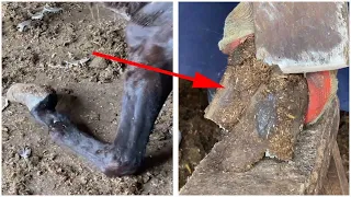 二位师傅修驴蹄，如同砍瓜切菜，嚓嚓的切蹄声，清脆悦耳，利索无比【黑驴王子】