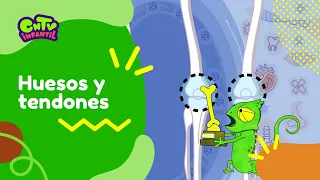 Huesos y tendones | Camaleón y las naturales ciencias 3° temporada