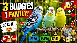 Cute Budgies Talking & Playing Together! 🦜 So Adorable