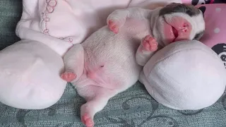 From Birth to 3 Months: Arnold the French Bulldog Adorable Growth Evolution!