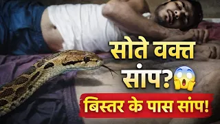 रात में बिस्तर में सांप! सच क्या है और बचाव कैसे करें?
