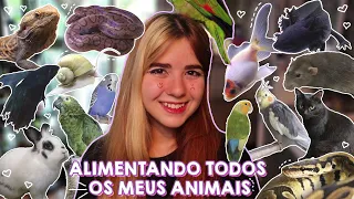 ALIMENTANDO TODOS OS MEUS ANIMAIS (+70) I Alimentação do meu zoológico 🦜🐁🐍