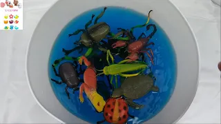 Learning English-Korean insect (bugs) names 곤충 벌레 영어 이름 배우기