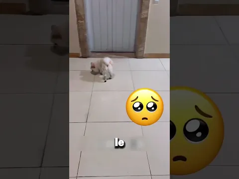 Ce petit chien ne trouvait pas sa propriétaire 😱