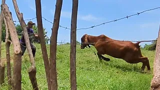 torete bravo,,, por poco y mata a Miguel 🚨
