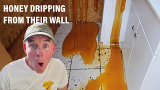 Honey Was Pouring Out of Their Walls!