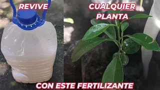 RESUCITA cualquier PLANTA con este FERTILIZANTE CASERO! cura plantas ENFERMAS o SECAS  Huerto urbano