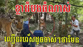 ខ្លាដំបងធំណាស់ លឿនរហ័សដូចចាស់ៗថាមែន បងប្រុសគាត់មើលថែជិតម្ភៃឆ្នាំហើយ