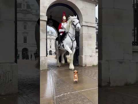 When a Tiny Dog Meets a Giant Horse… 🐴🐶