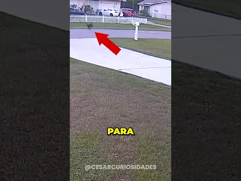 Este perro salvó a dueño como un héroe #shorts