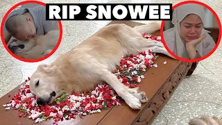 SELAMAT JALAN SNOWEE THE GOLDEN | RIP