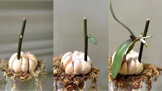 Chỉ 1 Tép Tỏi Là Phong Lan Sẽ Mọc Chồi Non Và Ra Hoa Không Ngừng Với Cách Này