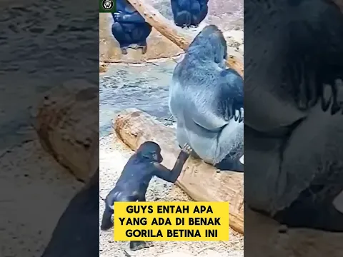 gorila menduduki anaknya #shortsvideo  #gorillatag