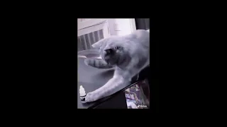 Best Funny videos Compilation Part 17 by Andi like #shorts