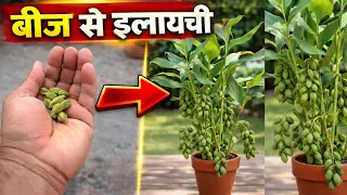 इलायची के पौधे को घर में कैसे उगाएं | How to Grow Elaichi at Home | Cardamom Plant Grow at Home" 🌱