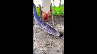 ловим змею на живца #мем #мемы #memes #funny #мемчик #мемас #мемасик #мемасики