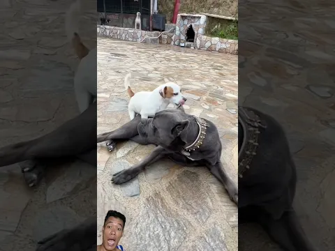 Small but mighty Dog and dogs #shorts #animals #video #video #youtubeshorts #cute