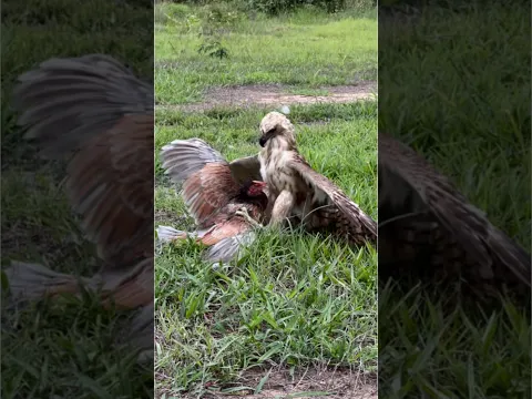 Speed and flexible skills of Changeable Hawk Eagle hunt birds of prey on the ground #amazing #eagle