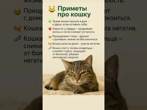 Приметы про кошку