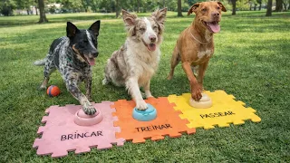 Deixei Meus 3 Cachorros Decidirem o Dia Deles Através Dos Botões 😜