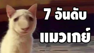 7 อันดับแมวเกย์