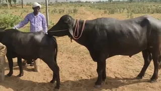 यह झोटी हाइट में बहुत छोटी || Jhoti Bhaians Mating First Time Video || Buffalo Mating Bull