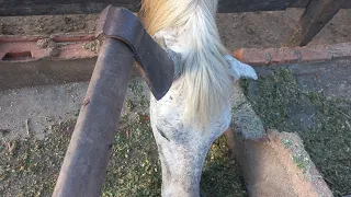 ABATE DE CAVALO PARA FAZER CARNE SECA PASSO A PASSO IMAGENS CHOCANTES.