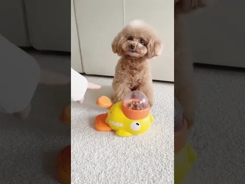 This Puppy Is Smarter Than Most Humans… Wait Till You See This! 🐶🤯 #animals #shorts #puppy #viral
