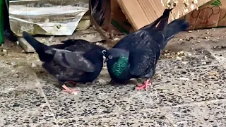 Pigeon Parents Share Duty! Exceptional Family Care & Harmony 💖