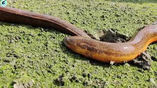 Yellow Monster Eel Fish Catching From Under Muddy Pond