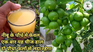 केवल एक बार यह चीज नींबू के पौधे में डाल दो पौधा फलों से लदा रहेगा | Organic Fertilizer for Lemon
