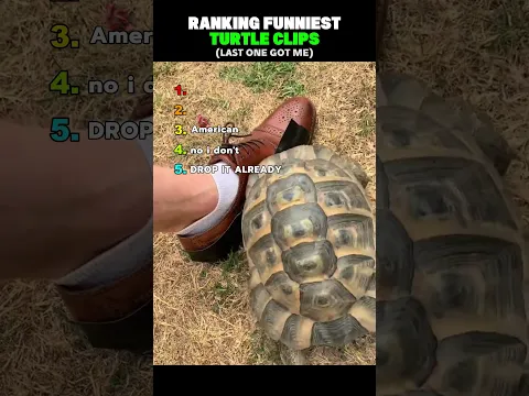 Ranking Funniest Turtle Clips