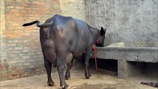 Live Final Milking 🌾 3rd Timer || Village-Kalirawan, Hisar 📱 7988545397, 99922 04330
