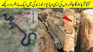 Unfairly Treated Animals by the Nature | YELLOW